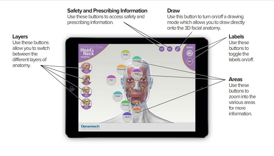 3D Facial Anatomy Tool